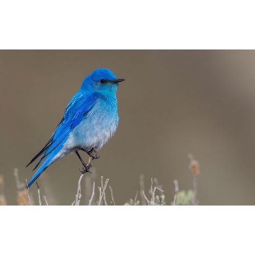 Archer, Ken 아티스트의 Male mountain bluebird작품입니다.